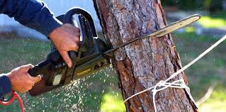 Reliable Foothill Farms, CA Tree Services Solutions