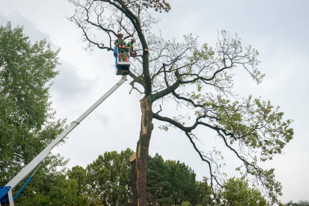 How Our Tree Care Process Works  in  Foothill Farms, CA