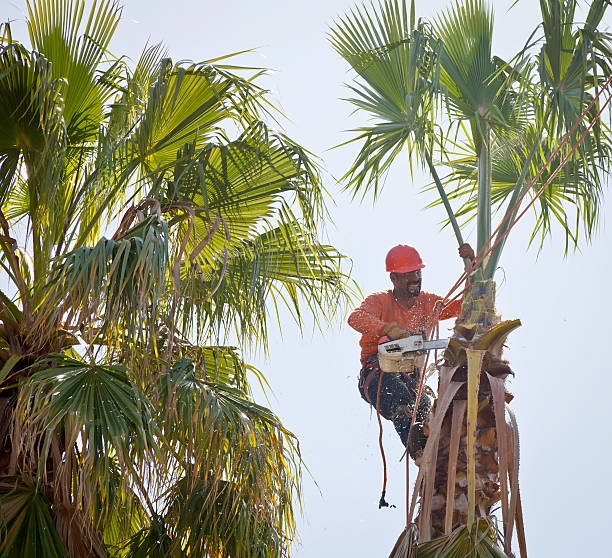 Best Tree Trimming and Pruning  in Foothill Farms, CA